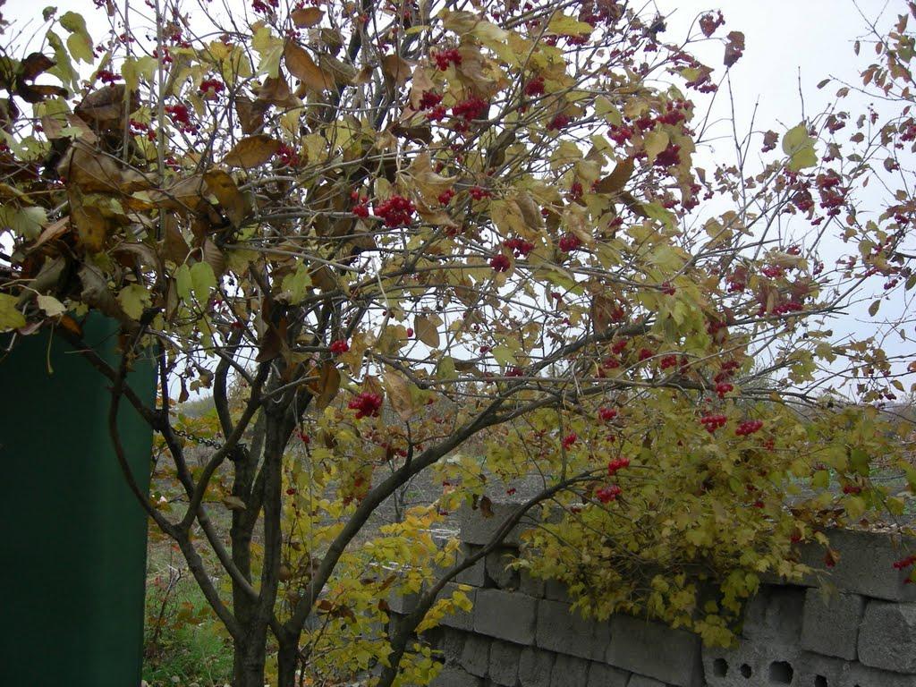 Дослідницьке з panoramio.com - Дослідницьке