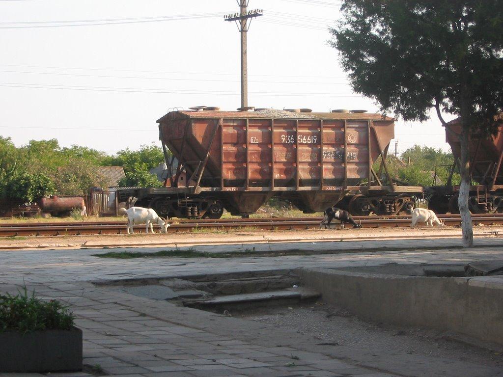 Леніне з panoramio.com - Леніне