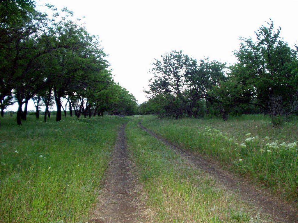 Миколаївське з panoramio.com - Миколаївське