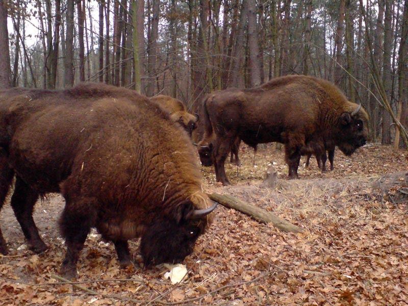 Збруї з panoramio.com - Збруї