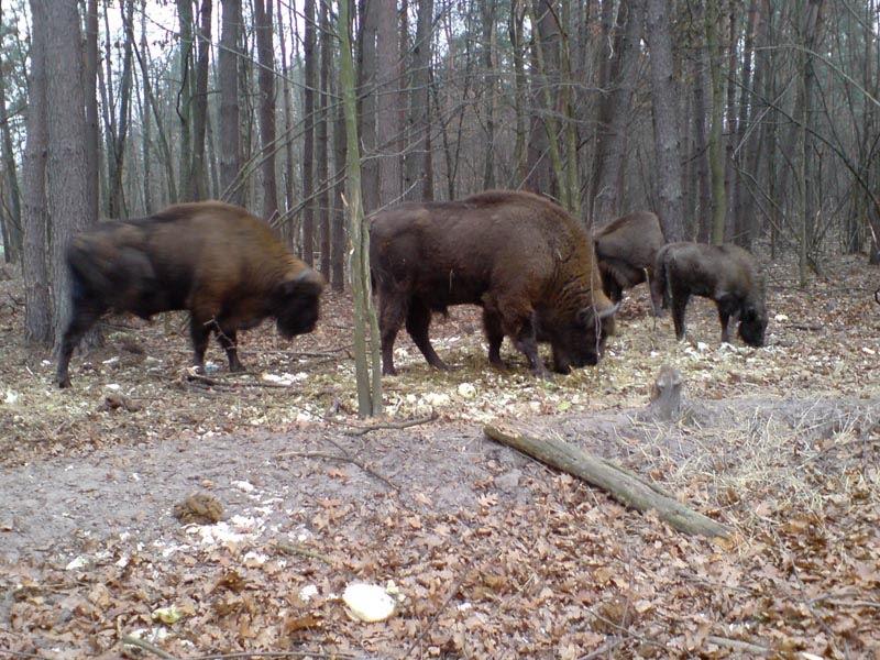 Збруї з panoramio.com - Збруї