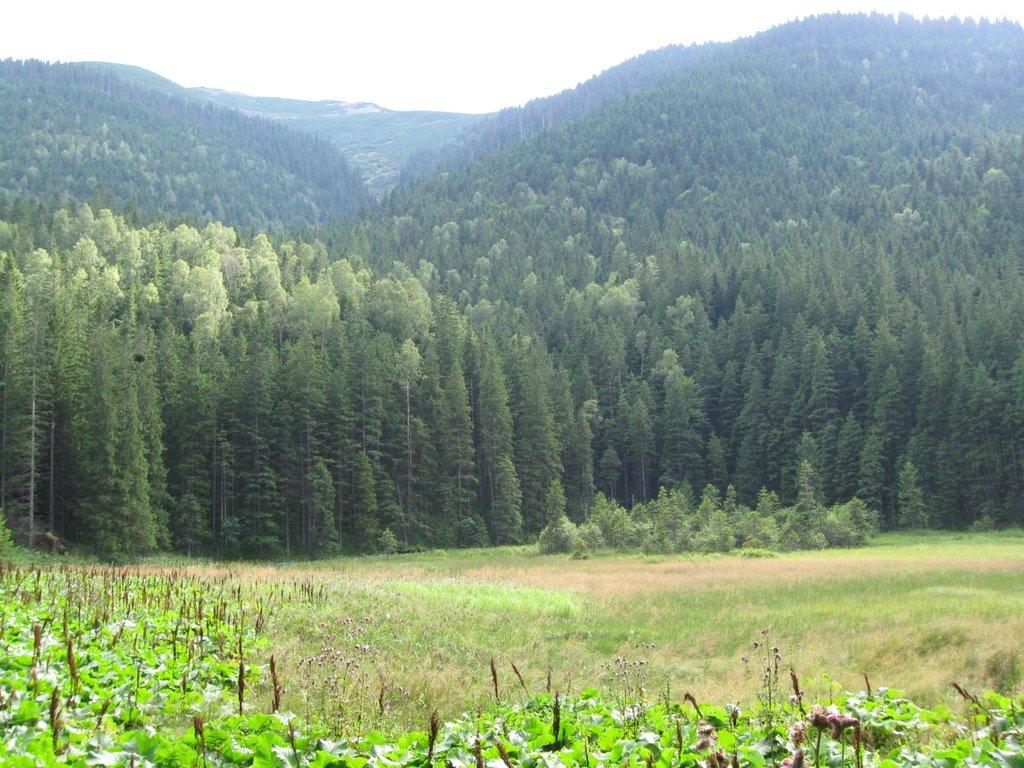 Осмолода з panoramio.com (ч.2) - Осмолода