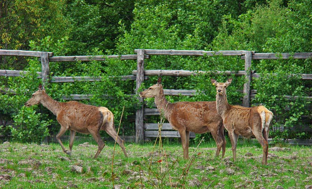 Котів з panoramio.com - Котів