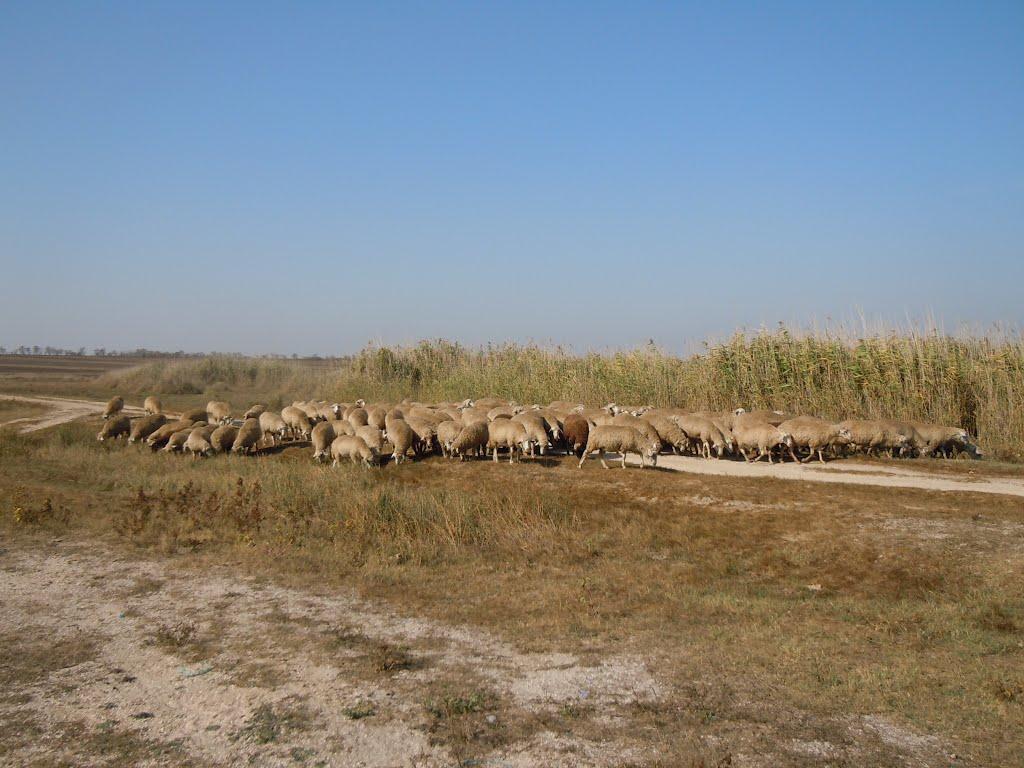 Глибоке з panoramio.com - Глибоке