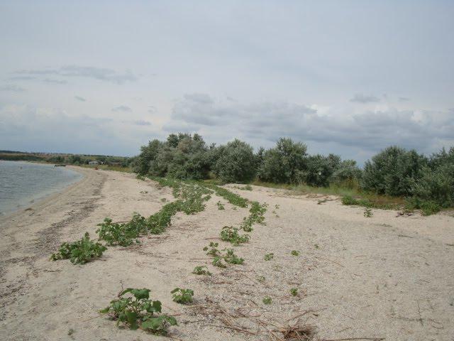 Солончаки з panoramio.com - Солончаки