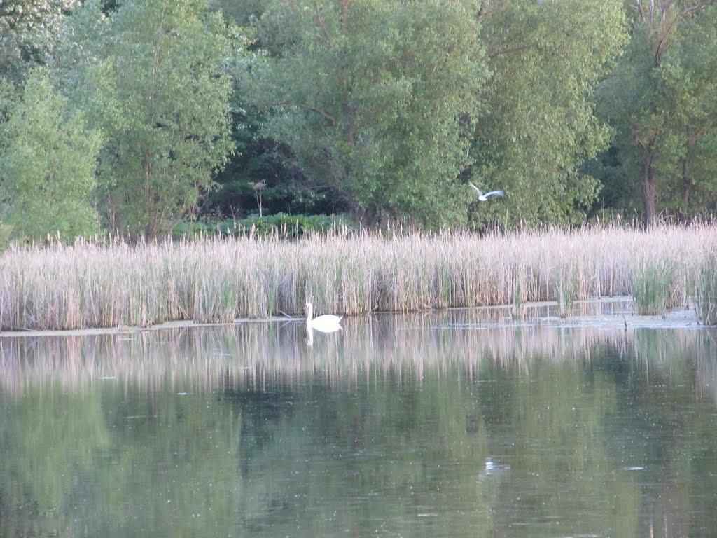 Малополовецьке з panoramio.com - Малополовецьке