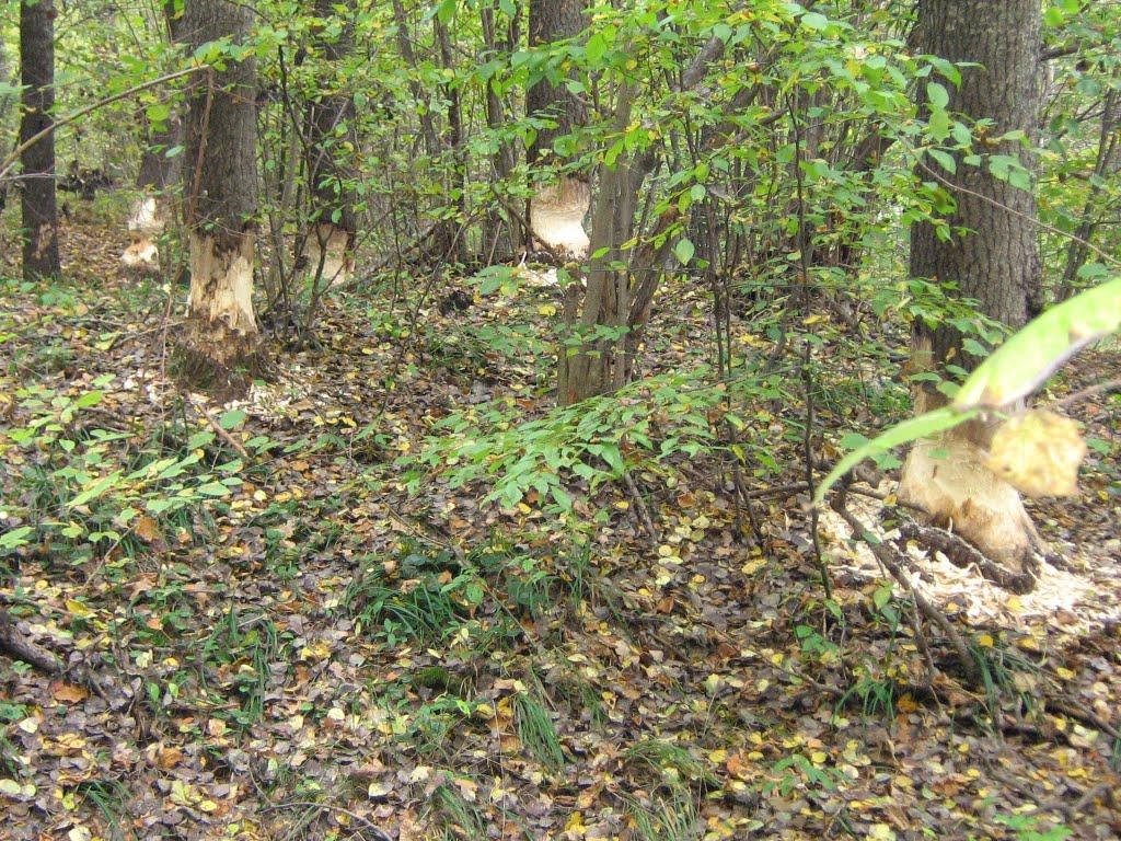 Полонне з panoramio.com - Полонное