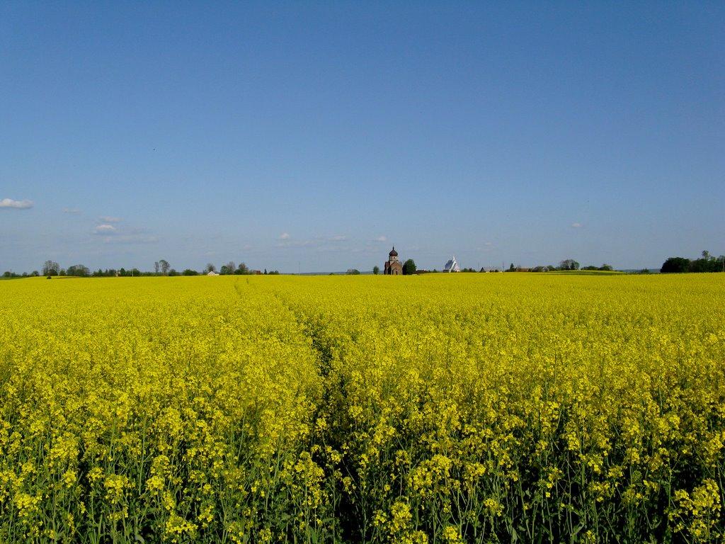 Биків з panoramio.com - Быков