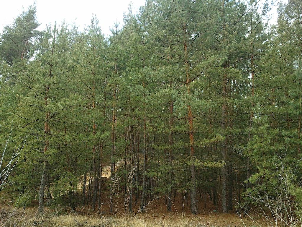 Тросне з panoramio.com - Тростное