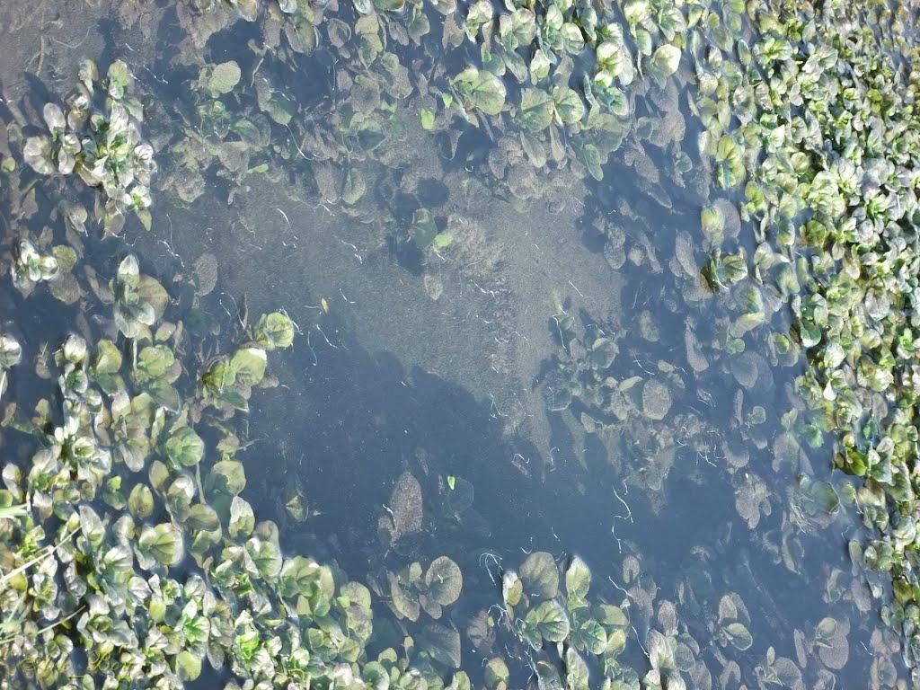 Мирове з panoramio.com - Мирове