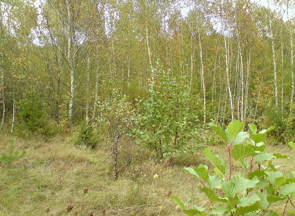 Дуляби з panoramio.com - Дулябы