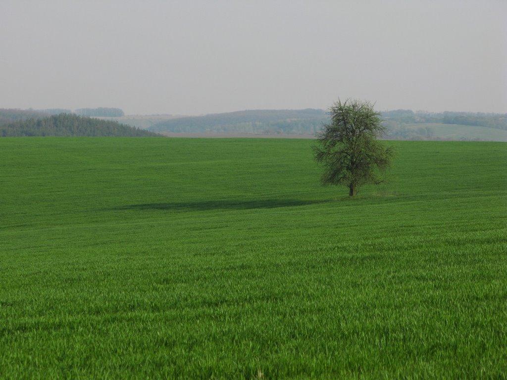 Степок з panoramio.com - Степок