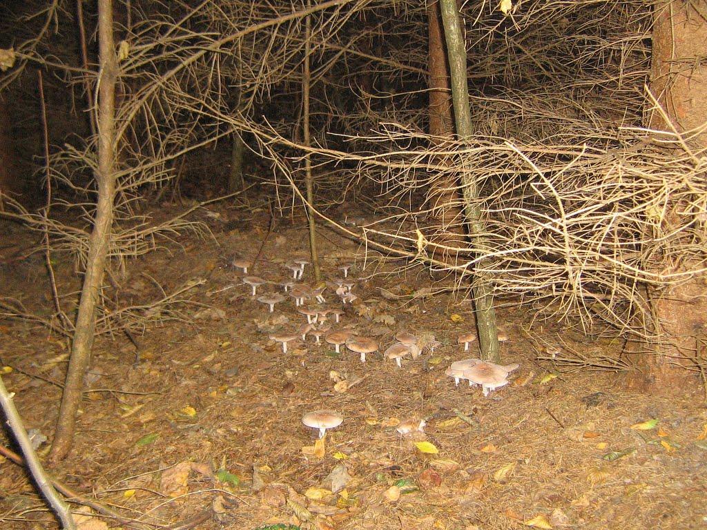 Полонне з panoramio.com - Полонное