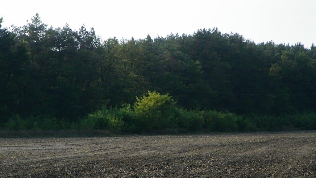 Чехівка з panoramio.com - Чехівка