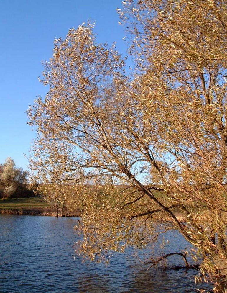 Новий Стародуб з panoramio.com - Новий Стародуб