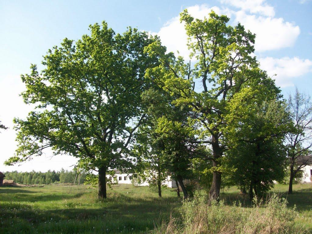 Горіхове з panoramio.com - Gorikhove