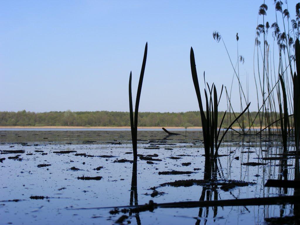 Перешпа з panoramio.com - Перешпа