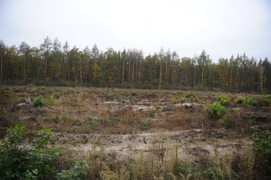 Нехворощ з panoramio.com - Нехворощ