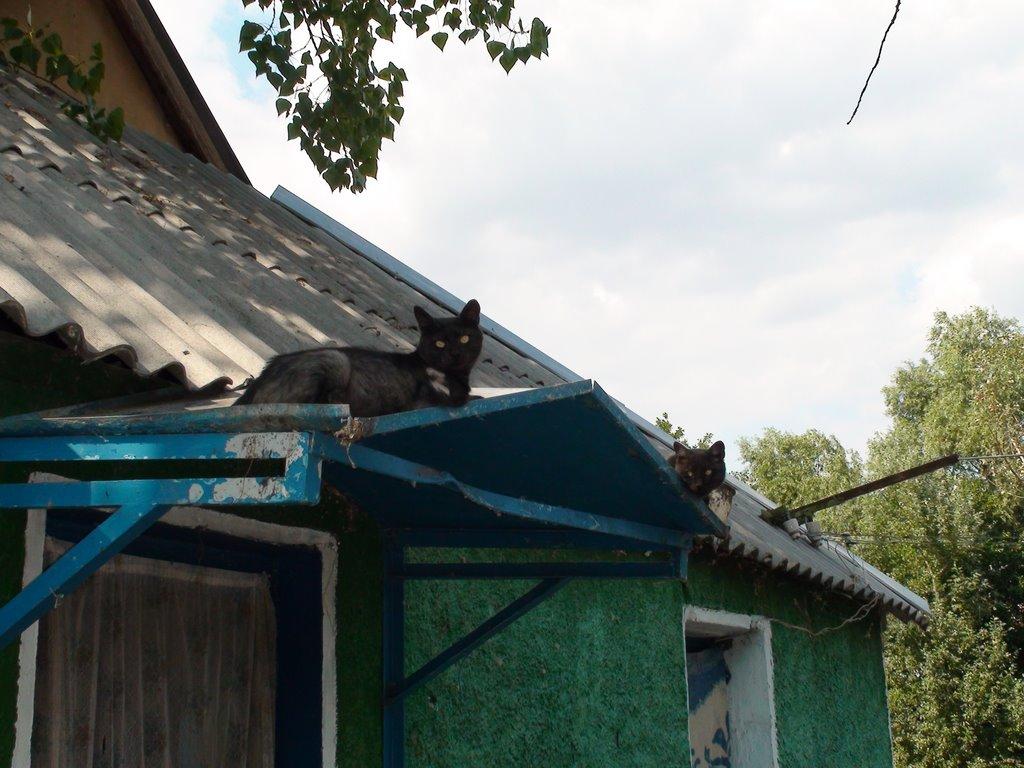 Кізомис з panoramio.com - Кізомис