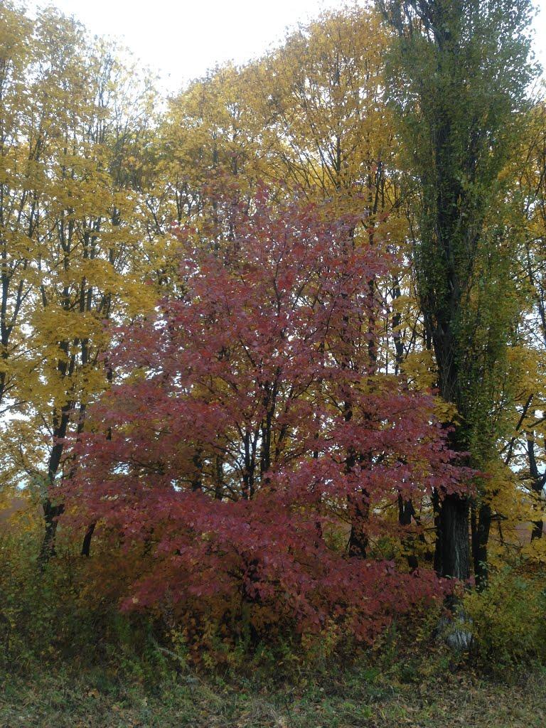 Вовківці з panoramio.com - Вовківці