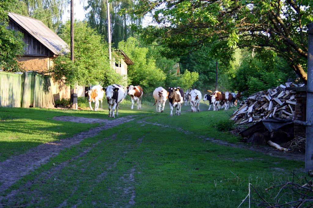 Максимівка з panoramio.com - Maksymivka