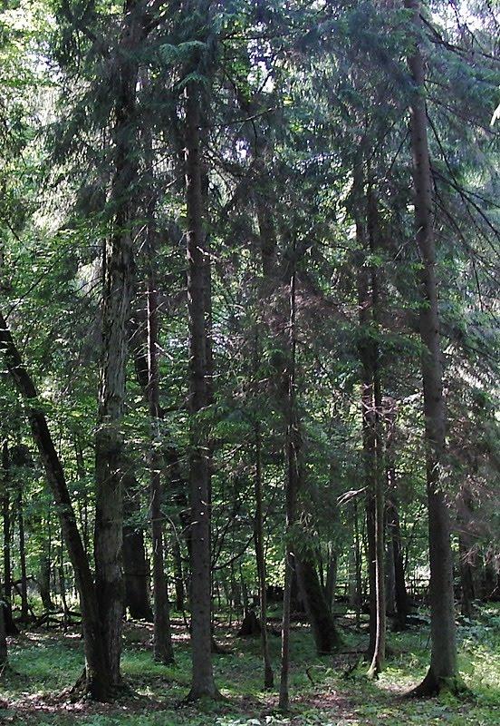 Глухів з panoramio.com - Глухов