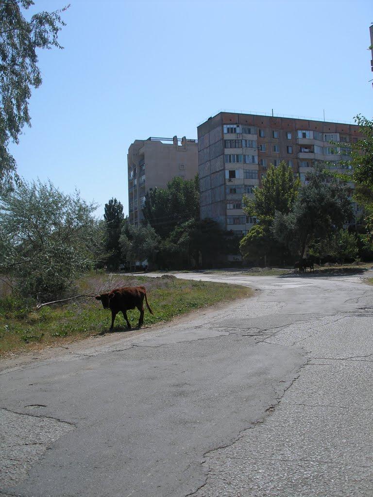Щолкіне з panoramio.com - Щелкино