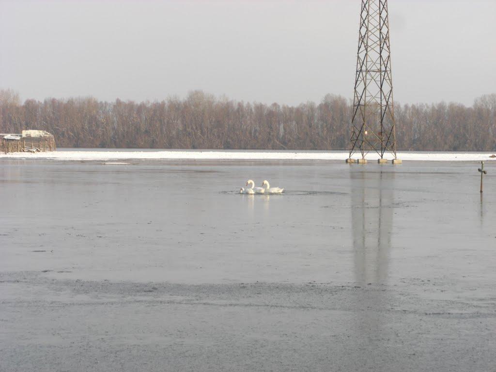 Дунайське з panoramio.com (ч.2) - Дунайское