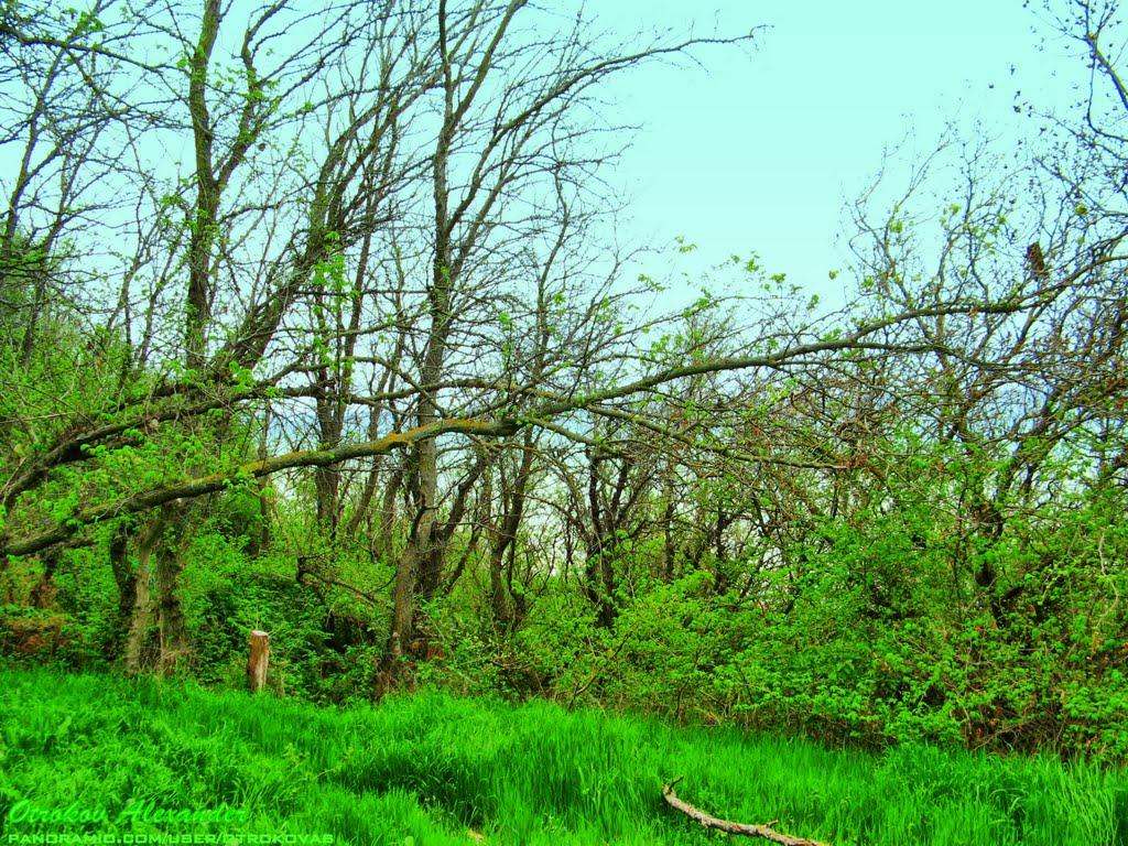 Любимівка з panoramio.com - Любимовка