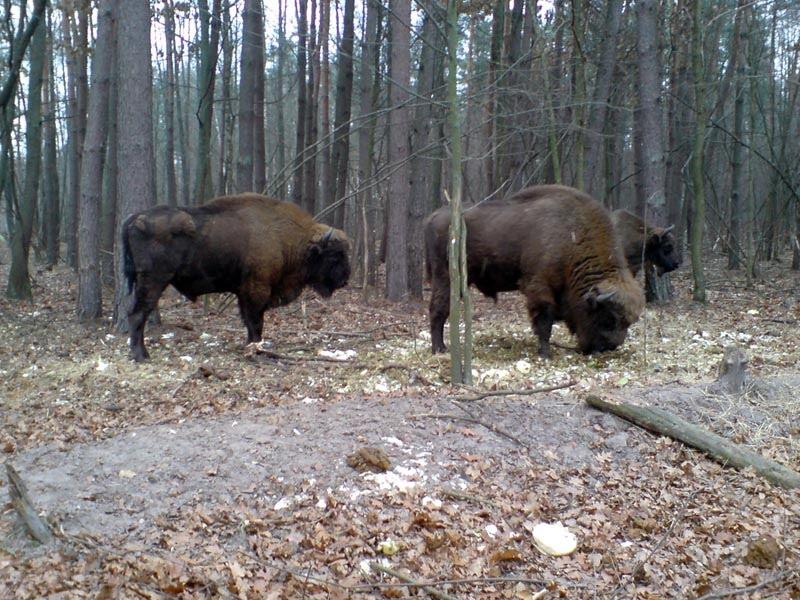 Збруї з panoramio.com - Збруї