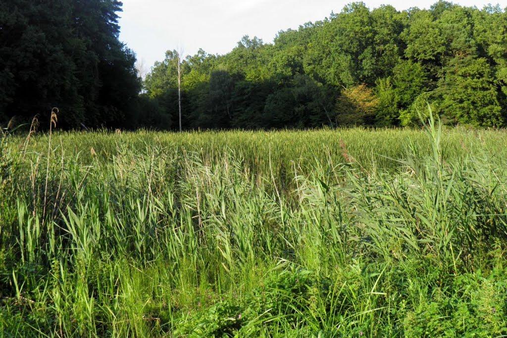 Верхівка з panoramio.com - Верхівка