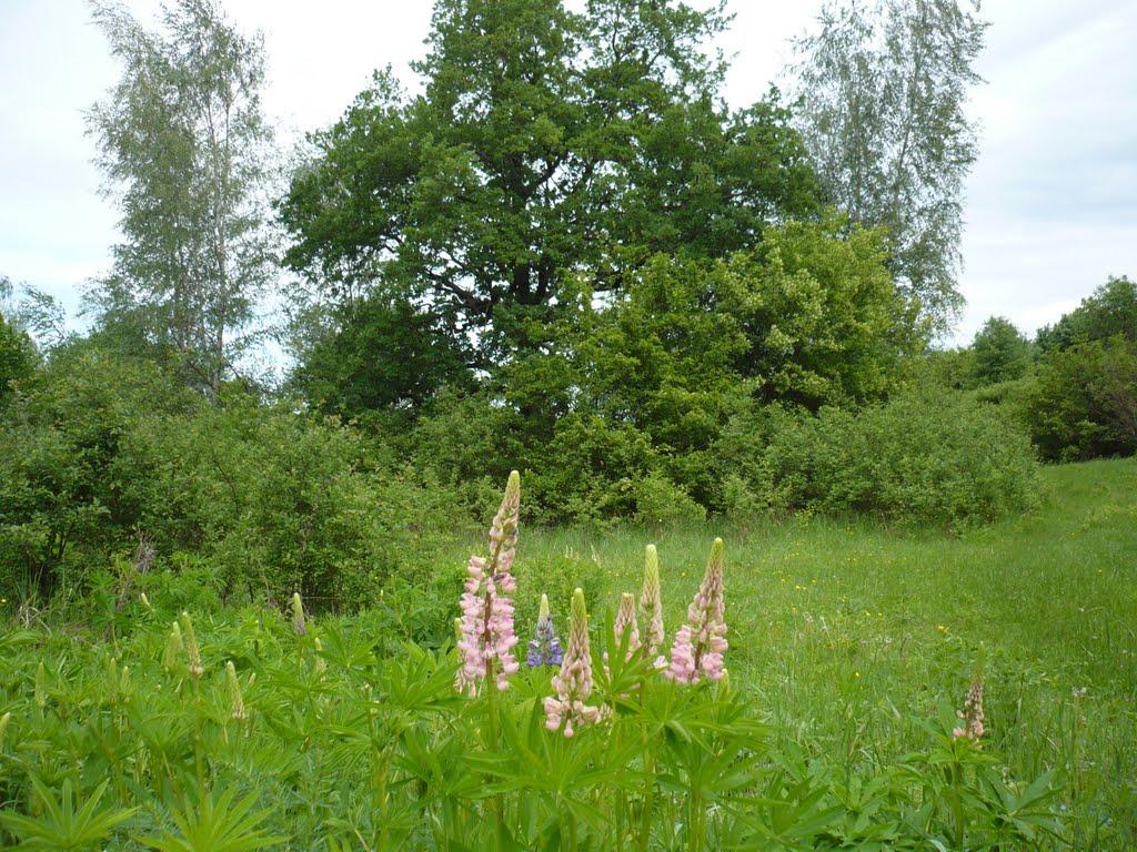 Манцівка з panoramio.com - Манцевка