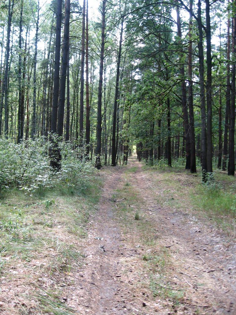 Лісобуда з panoramio.com - Лесобуда