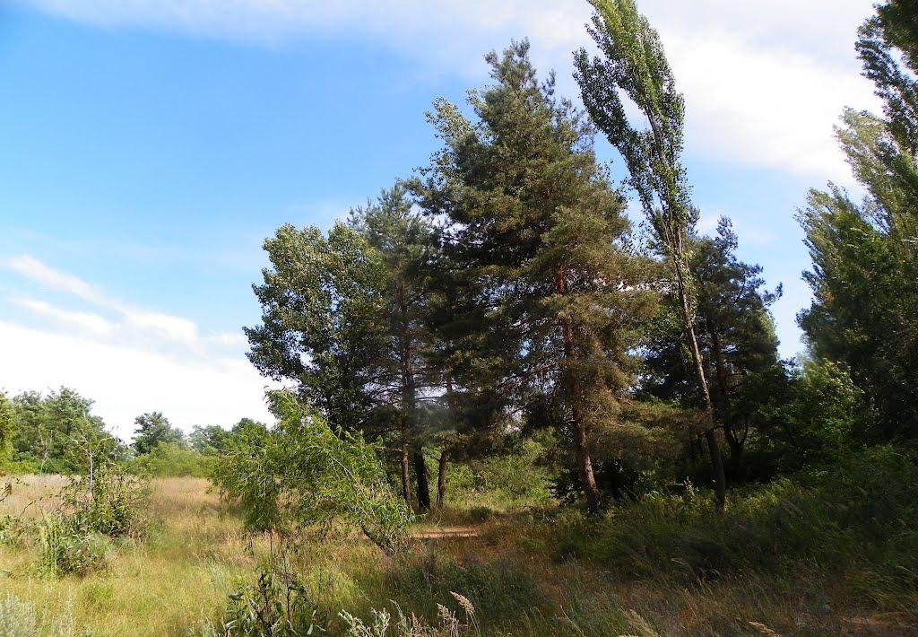 Чапаєвка з panoramio.com - Чапаевка