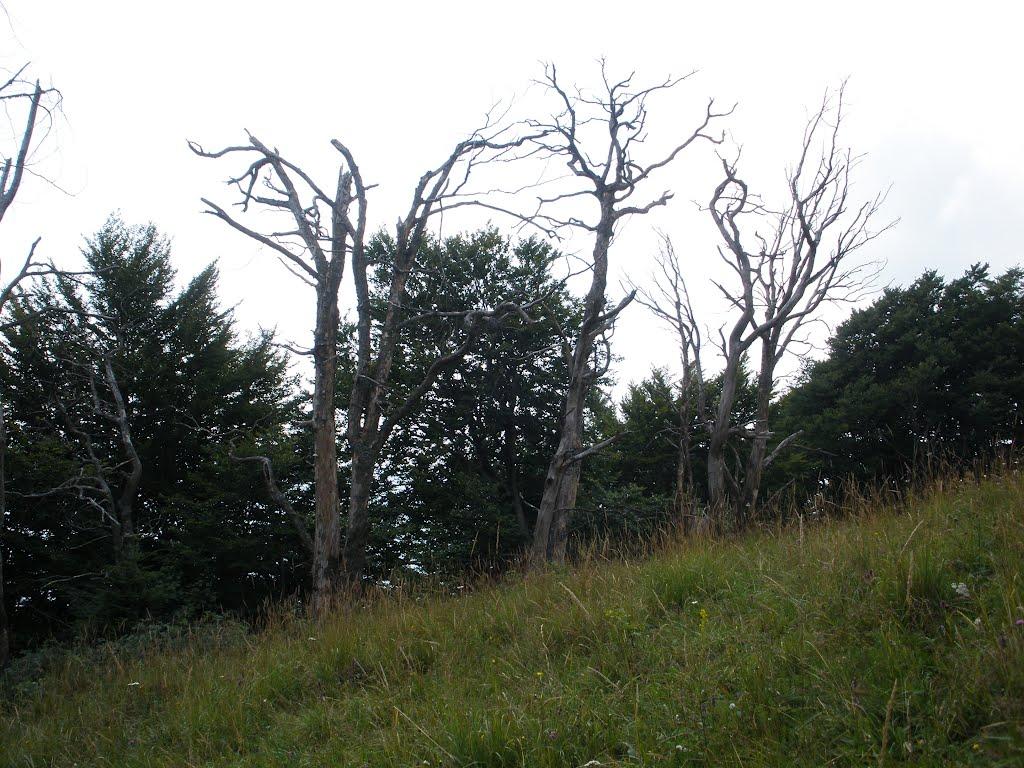 Домашин з panoramio.com - Домашин