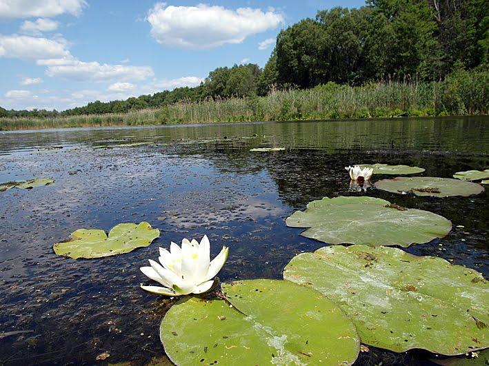 Красна Лука з panoramio.com - Красная Лука