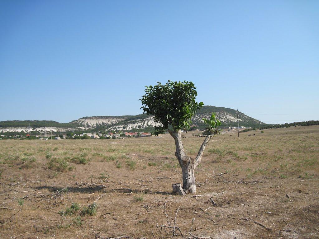 Інкерман з panoramio.com - Инкерман