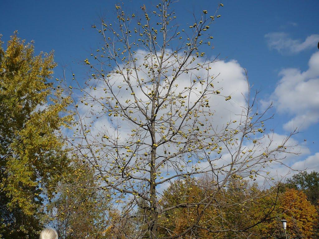 Харцизьк з panoramio.com - Харцызск