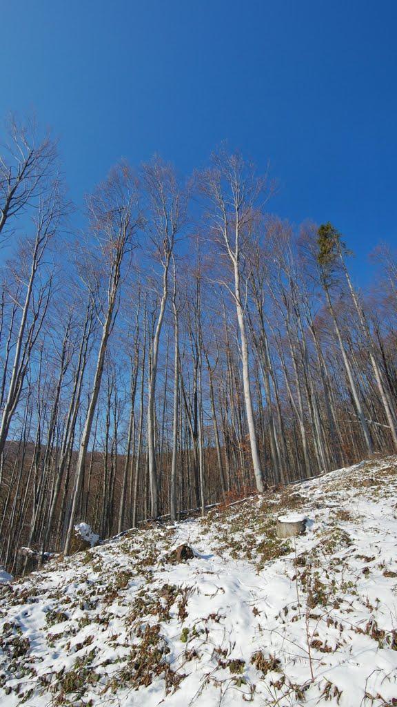 Тур'я Поляна з panoramio.com - Турья Поляна