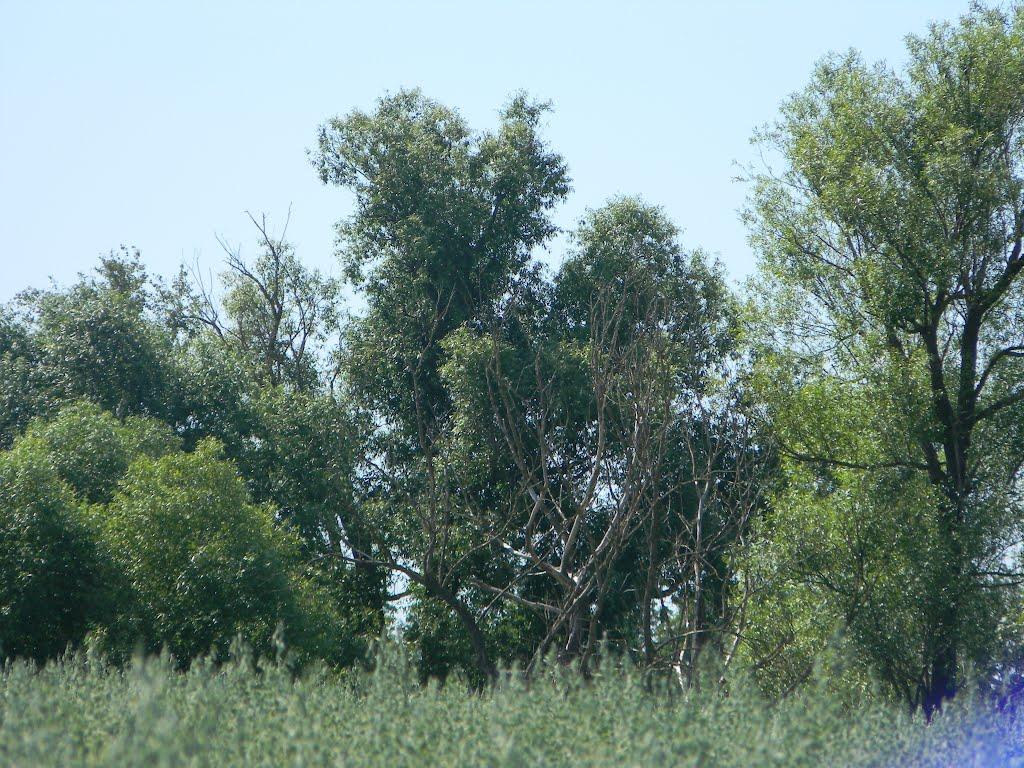 Півнівщина з panoramio.com - Пивневщина