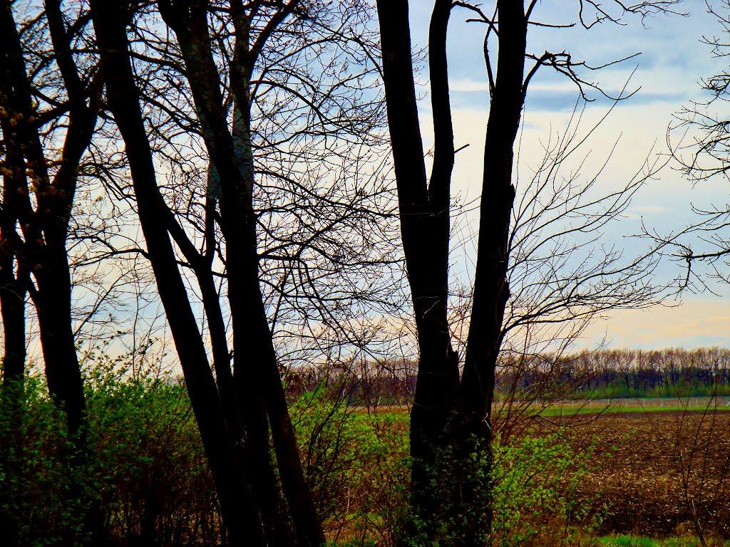 Пінчуки з panoramio.com - Пінчуки