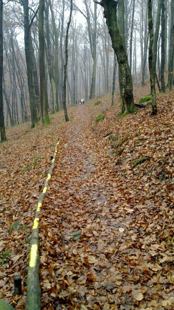 Кам'яниця з panoramio.com - Каменица