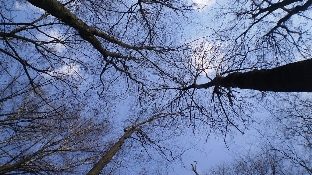 Кам'янка з panoramio.com - Кам'янка