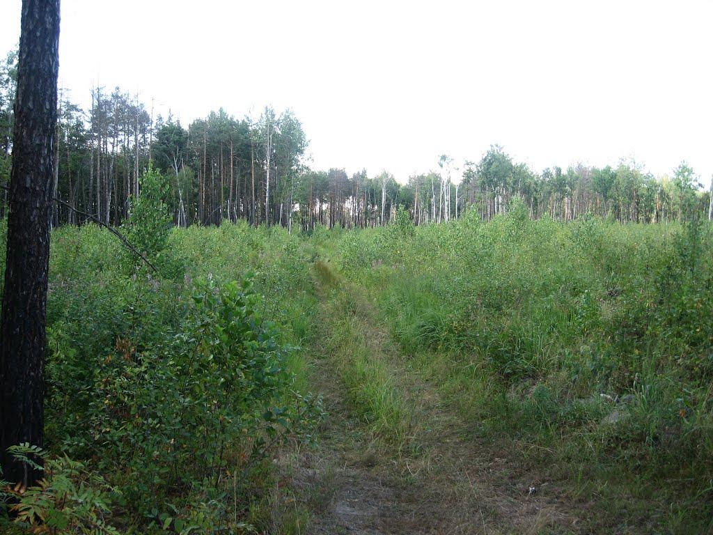 Лісобуда з panoramio.com - Лесобуда