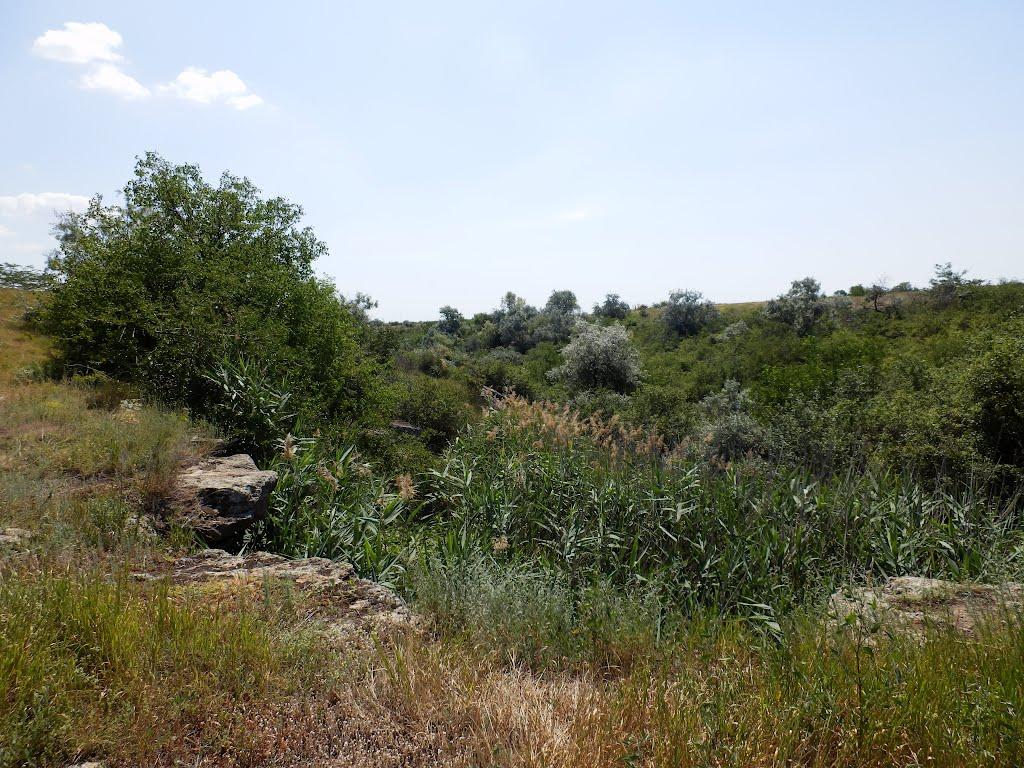 Августівка з panoramio.com - Августівка