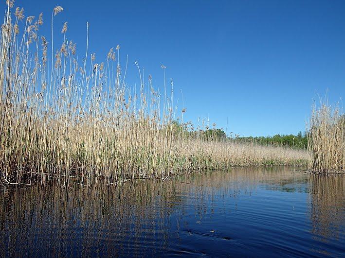Красна Лука з panoramio.com - Красная Лука