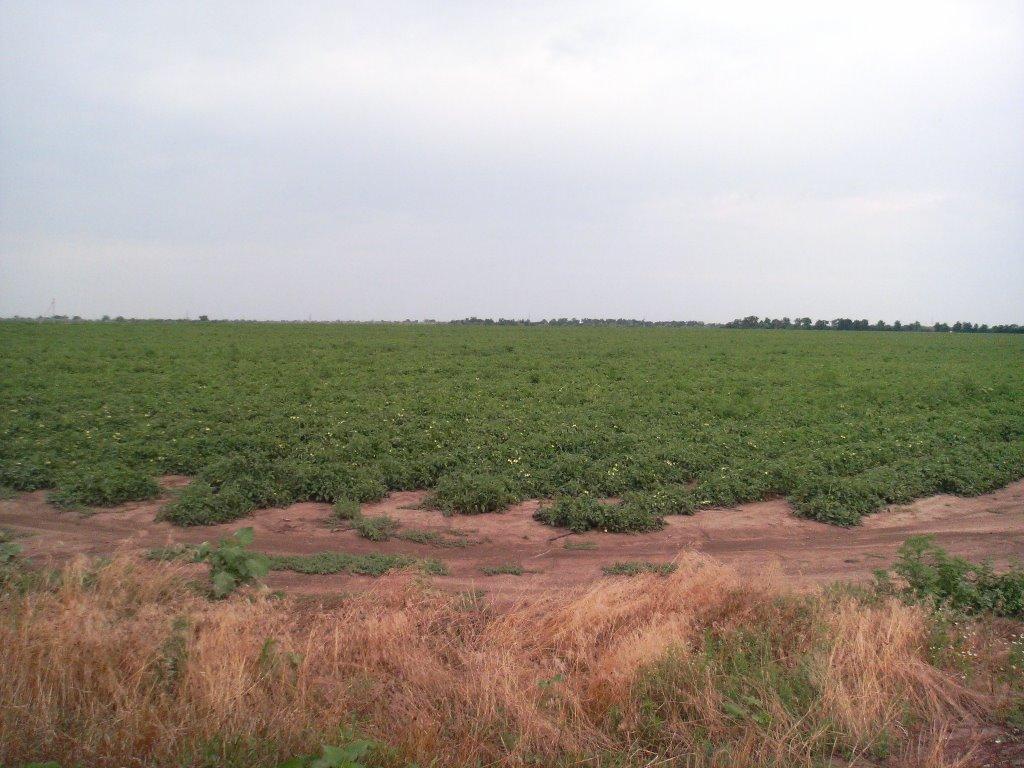 Миколаївське з panoramio.com - Николаевское