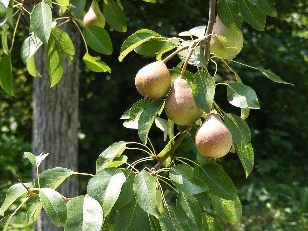 Тарасенки з panoramio.com - Тарасенки