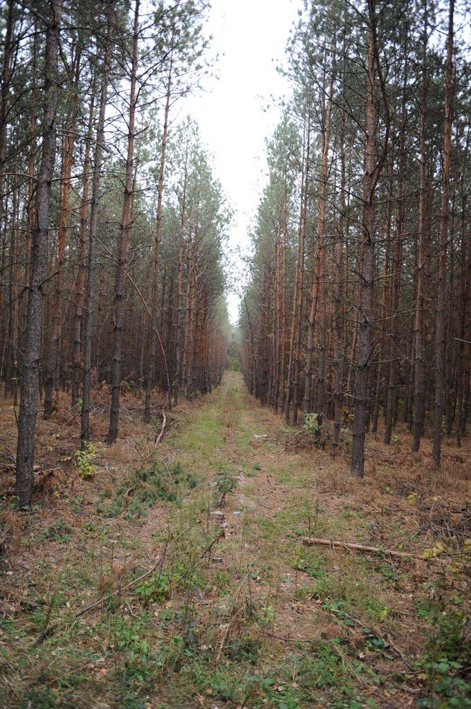 Заріччя з panoramio.com - Заріччя