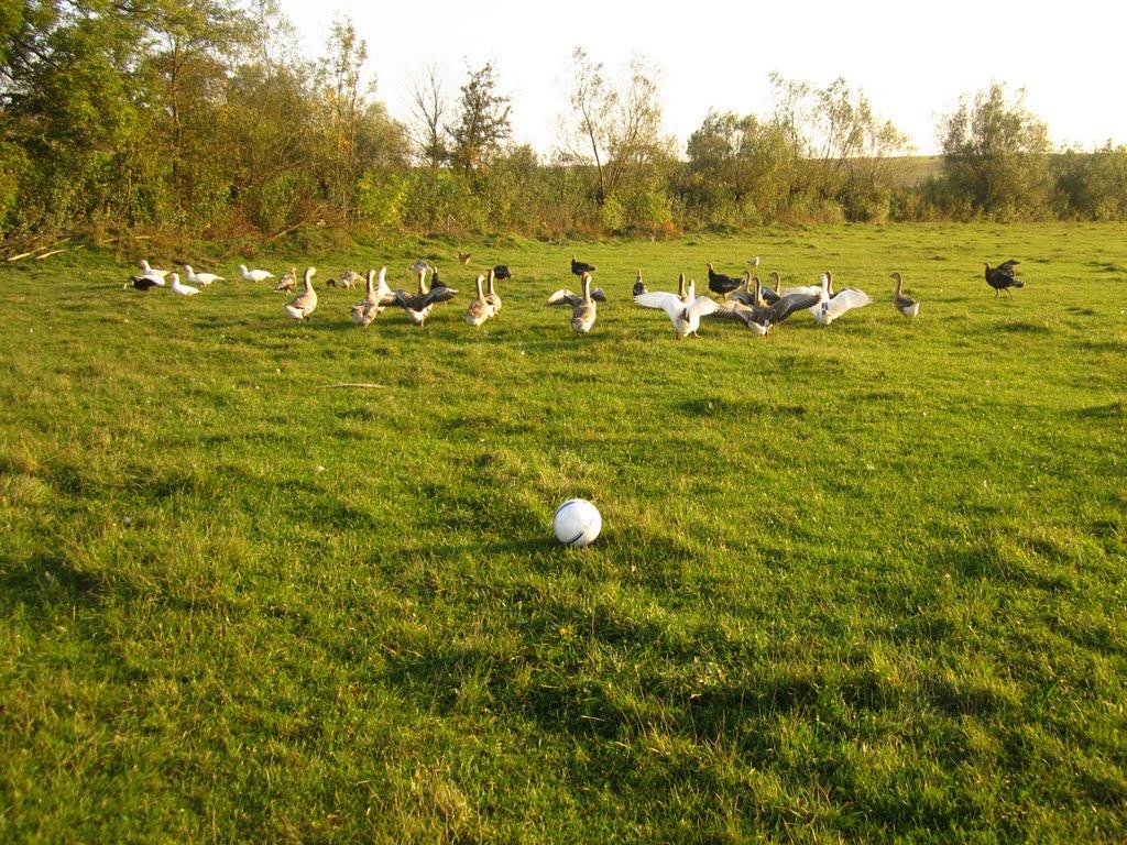 Торговиця з panoramio.com - Торговиця